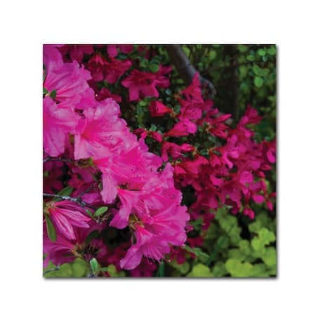 Kurt Shaffer 'Pink And Red Azalea Flowers' Canvas Art,24x24